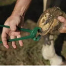 Torquesa Torquês Casquear Cavalo Turquesa Casqueamento 14