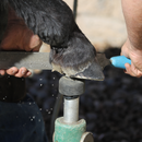 Grosa De Casquear Heller Excel Original, Mustad